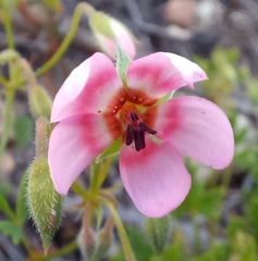 Pelargonium incarnatum (Pelargonium incarnatum)
