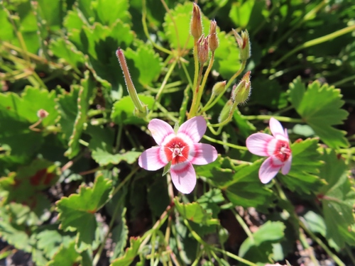 Pelargonium incarnatum (Pelargonium incarnatum)