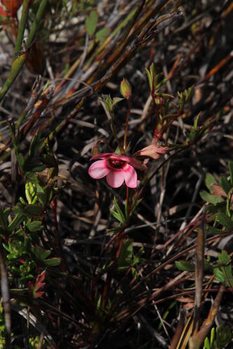 Pelargonium incarnatum (Pelargonium incarnatum)