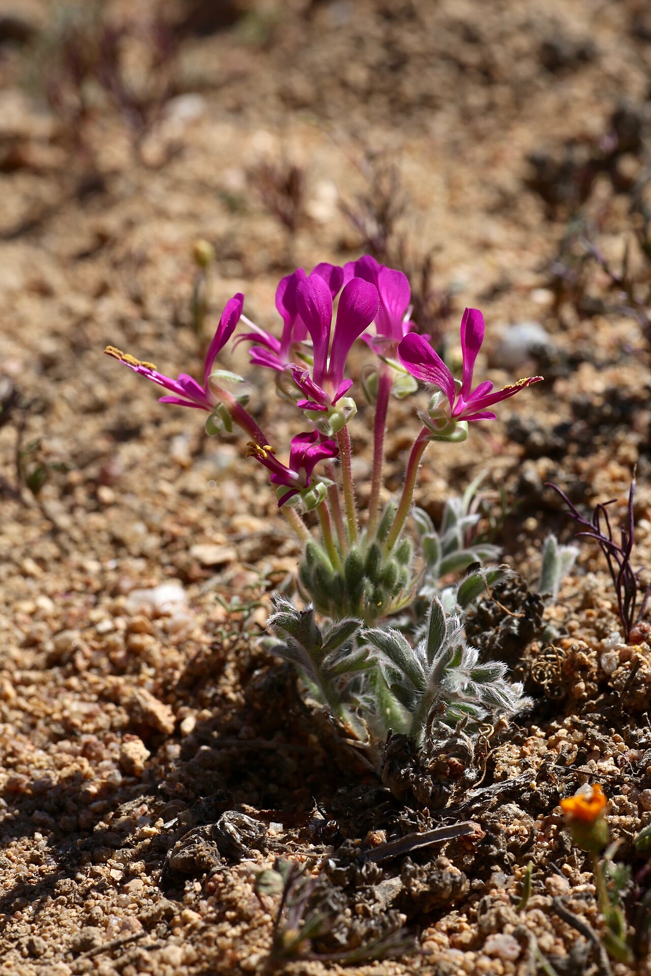 Pelargonium incrassatum: Along the road 10 km from Kamieskroon, Namaqualand, Northern Cape, South Africa