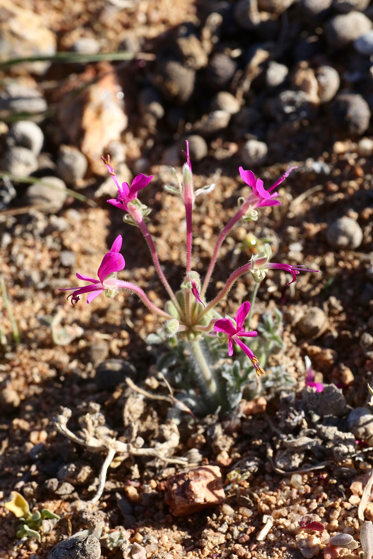 Pelargonium incrassatum: Along the road 10 km from Kamieskroon, Namaqualand, Northern Cape, South Africa