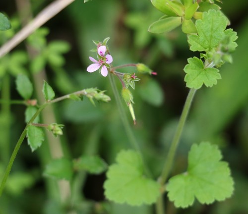 Scentless geranium (Pelargonium inodorum)