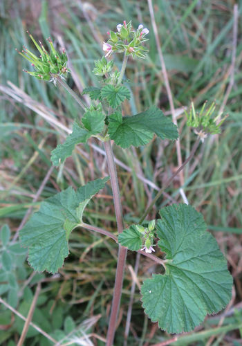 Scentless geranium (Pelargonium inodorum)