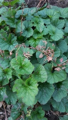 Scentless geranium (Pelargonium inodorum)