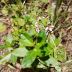 Scentless geranium (Pelargonium inodorum)