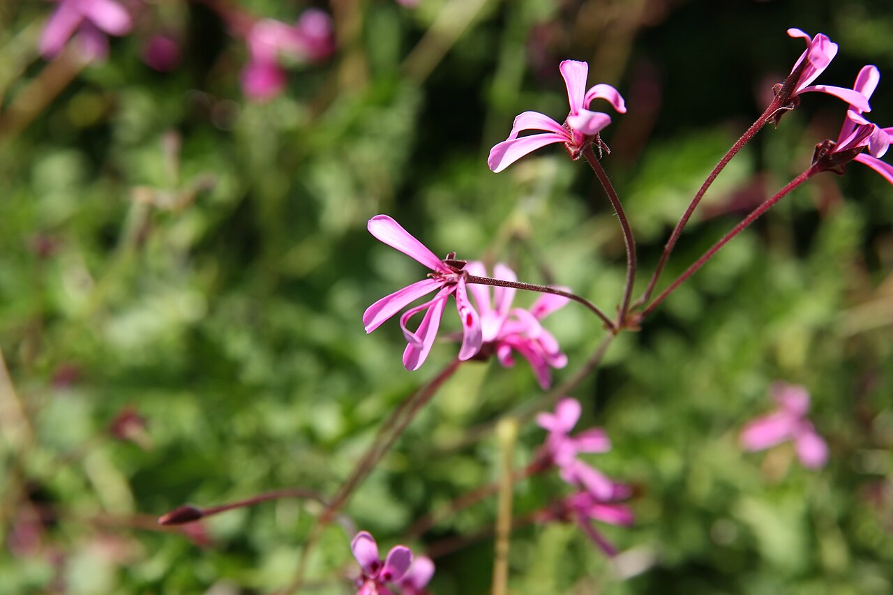 Pelargonium ionidiflorum: Location taken: the United States National Arboretum, Washington D.C.. Names: Pelargonium ionidiflorum Steud., Celery Scented Pelargoniu Classification: Plantae
