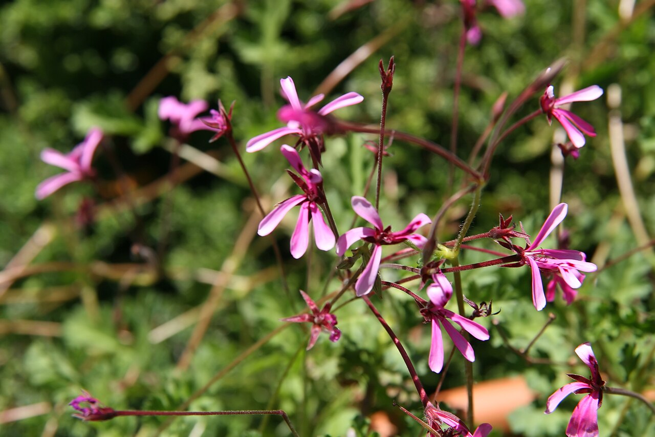 Pelargonium ionidiflorum: Location taken: the United States National Arboretum, Washington D.C.. Names: Pelargonium ionidiflorum Steud., Celery Scented Pelargoniu Classification: Plantae