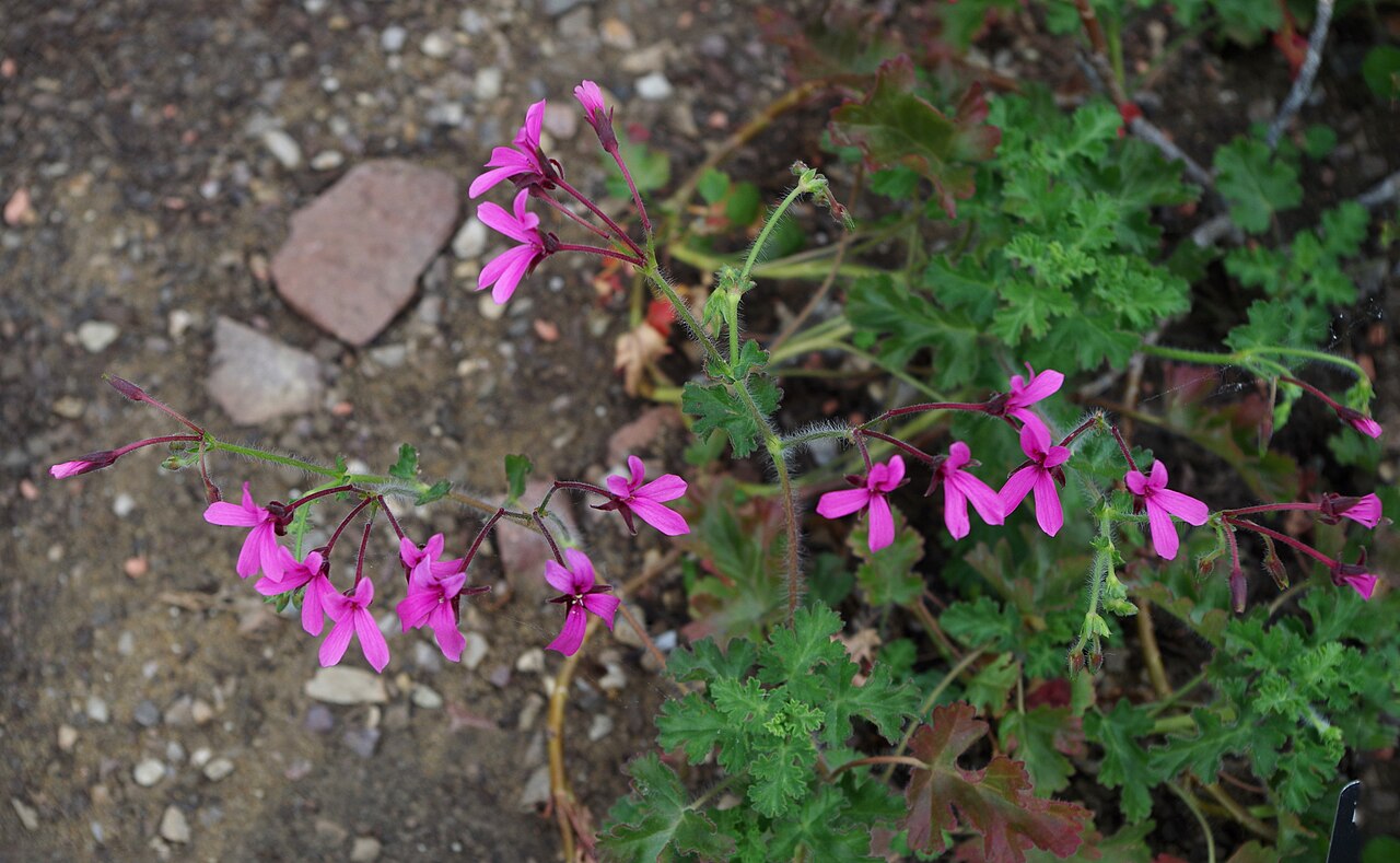 Pelargonium ionidiflorum: Pelargonium ionidiflorum - Kew Gardens