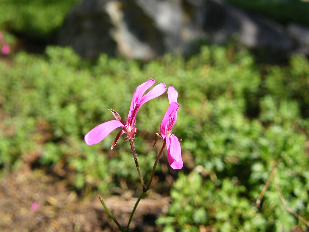 Pelargonium ionidiflorum: Pelargonium ionidiflorum