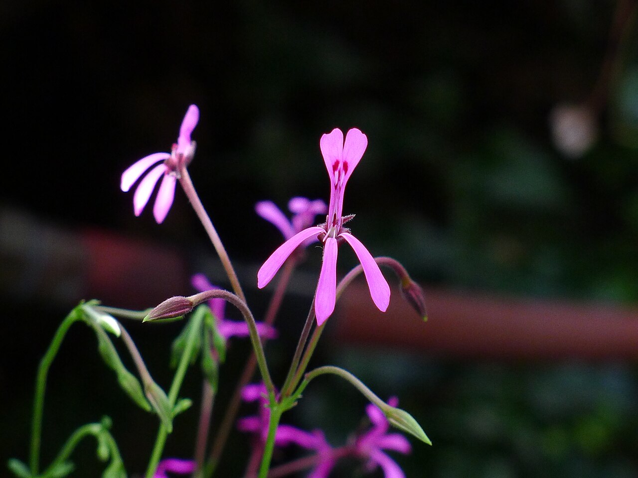 Pelargonium ionidiflorum: Pelargonium ionidiflorum