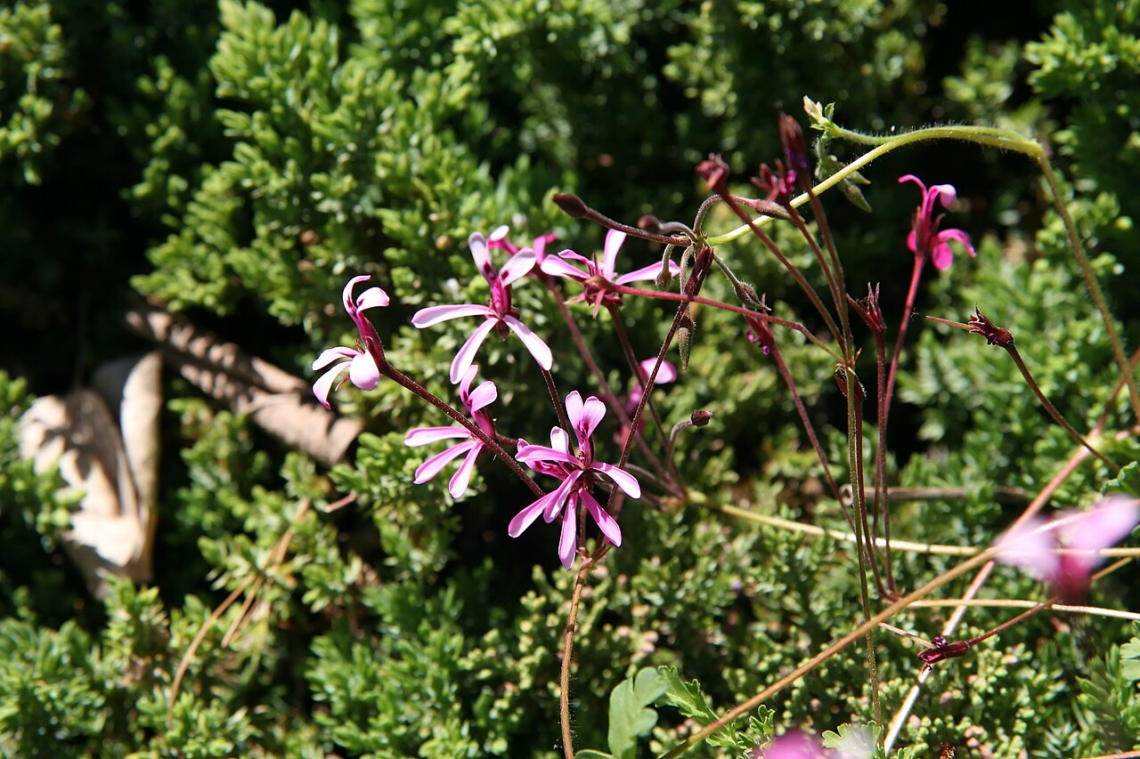 Pelargonium ionidiflorum: Location taken: the United States National Arboretum, Washington D.C.. Names: Pelargonium ionidiflorum Steud., Celery Scented Pelargoniu Classification: Plantae