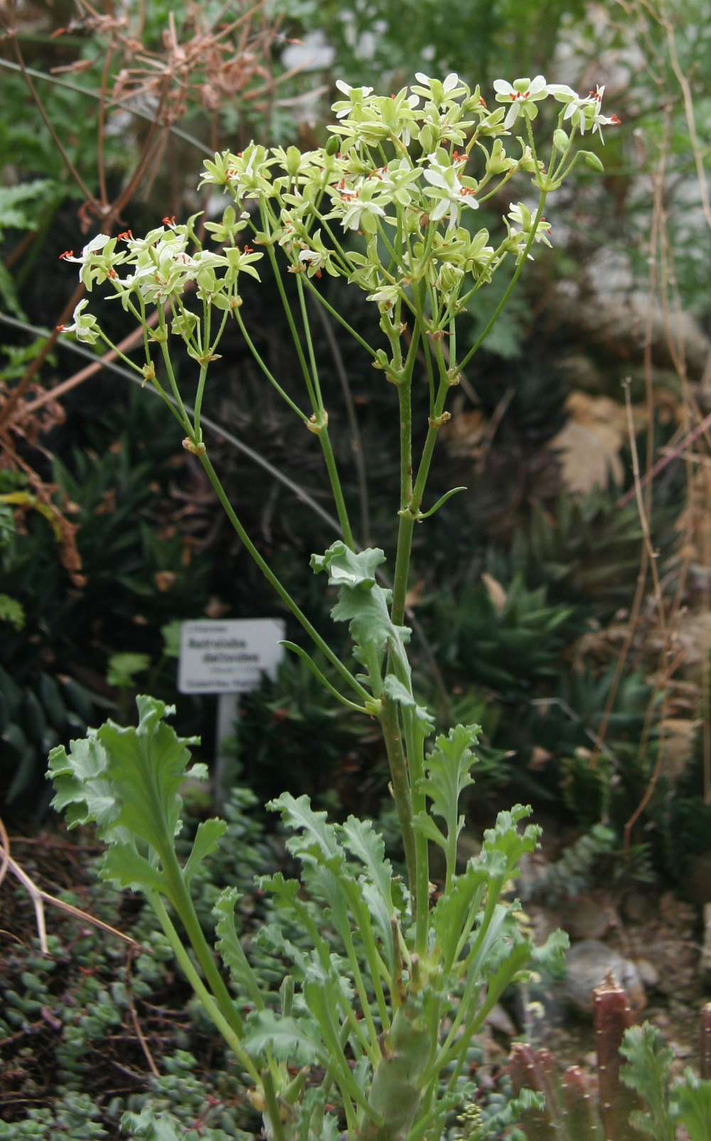 Pelargonium klinghardtense: Pelargonium klinghardtense im Botanischen Garten Dresden