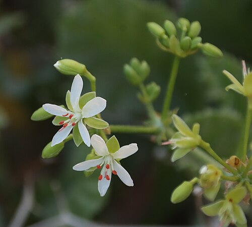 Pelargonium klinghardtense: Pelargonium klinghardtense, flowers
