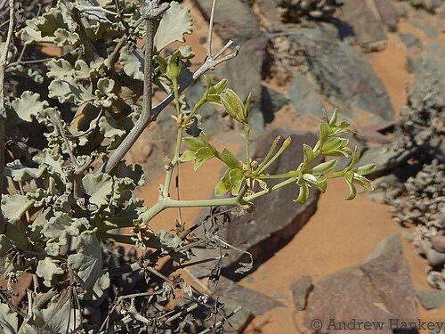 Pelargonium klinghardtense: Pelargonium klinghardtense, flowers after loosing the petals