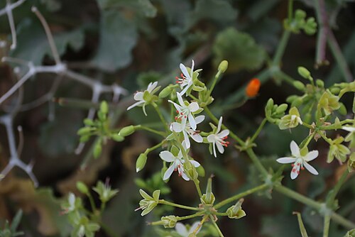 Pelargonium klinghardtense: Pelargonium klinghardtense, inflorescence