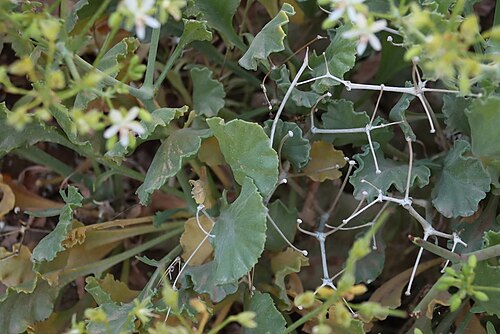 Pelargonium klinghardtense: Pelargonium klinghardtense, leaftips and old stems