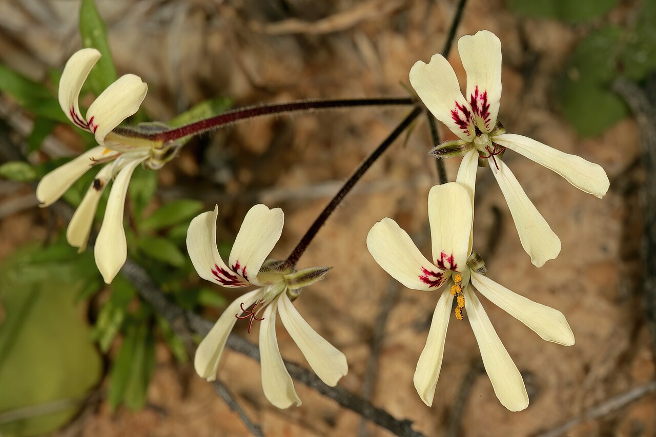 Pelargonium ladysmithianum: Pelargonium ladysmithianum , flowers; in karroid vegetation, vicinity of De Rust, Little Karoo, Western Cape, South Africa