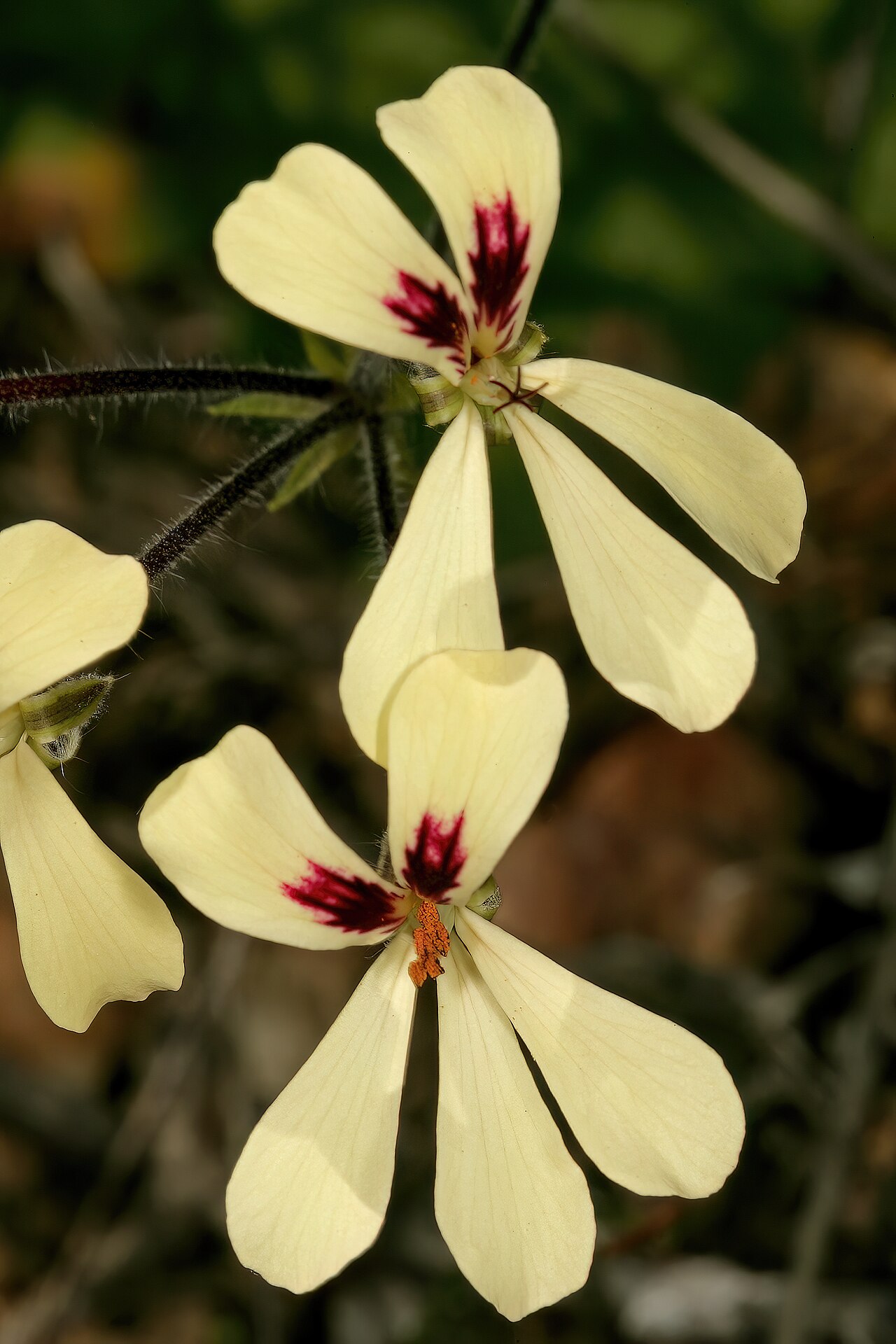 Pelargonium ladysmithianum: Pelargonium ladysmithianum , flowers; in karroid vegetation, vicinity of De Rust, Little Karoo, Western Cape, South Africa