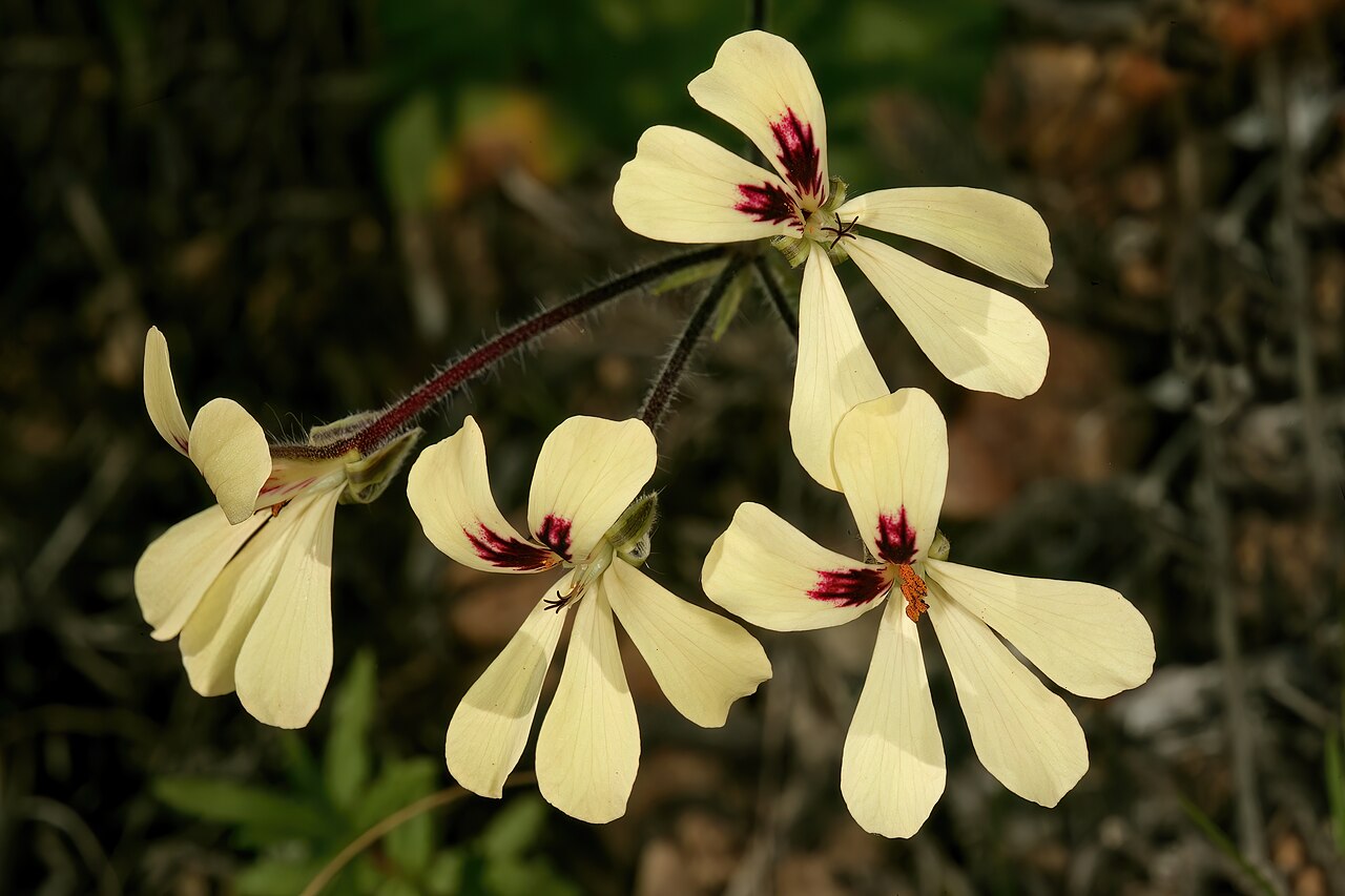 Pelargonium ladysmithianum: Pelargonium ladysmithianum , flowers; in karroid vegetation, vicinity of De Rust, Little Karoo, Western Cape, South Africa