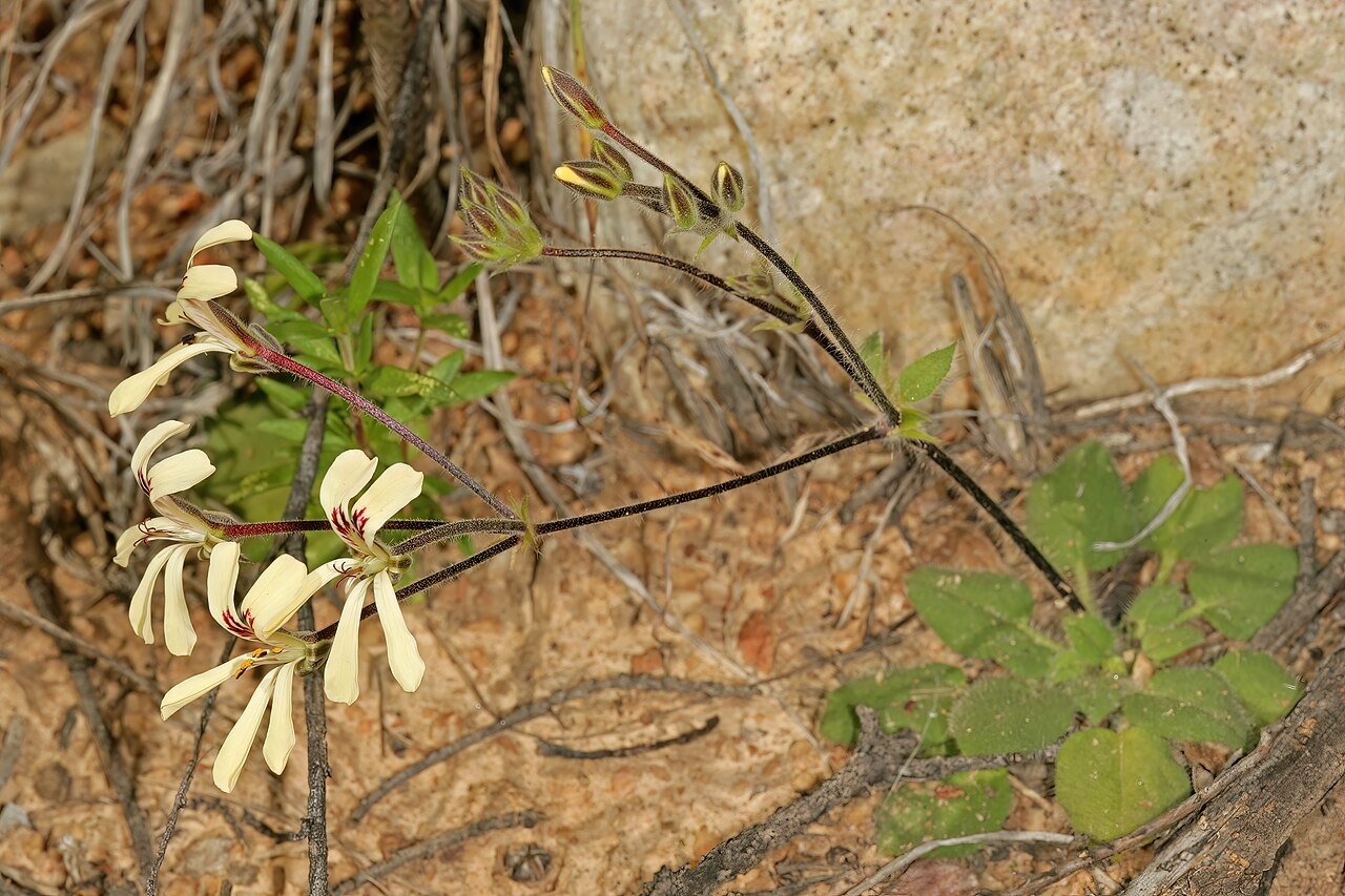 Pelargonium ladysmithianum: Pelargonium ladysmithianum , plant in flower; in karroid vegetation, vicinity of De Rust, Little Karoo, Western Cape, South Africa