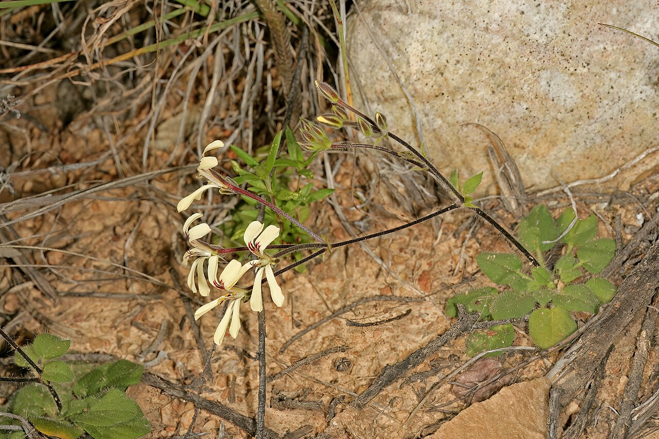 Pelargonium ladysmithianum: Pelargonium ladysmithianum , plant in flower; in karroid vegetation, vicinity of De Rust, Little Karoo, Western Cape, South Africa