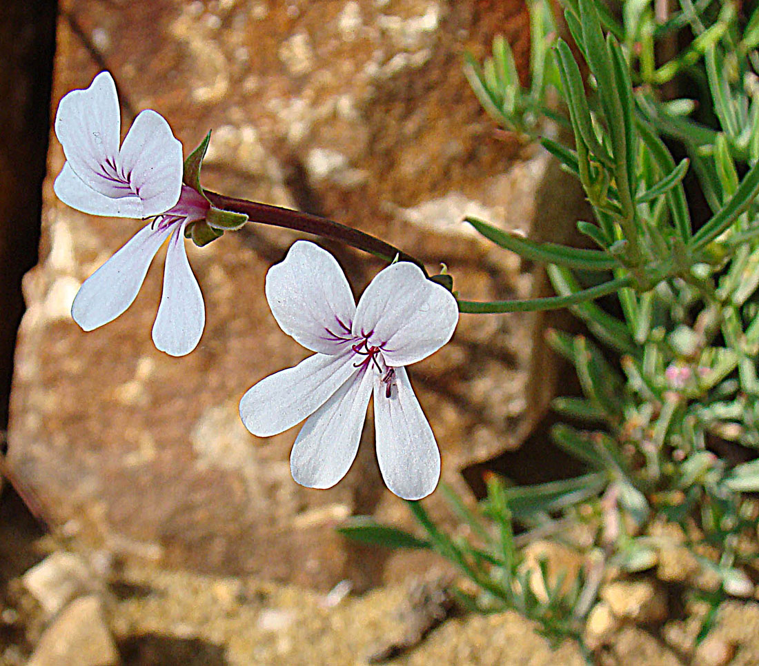 Pelargonium laevigatum: A South African member of the Geranium Family. KEW Gardens, London.
