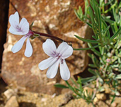 Pelargonium laevigatum: A South African member of the Geranium Family. KEW Gardens, London.