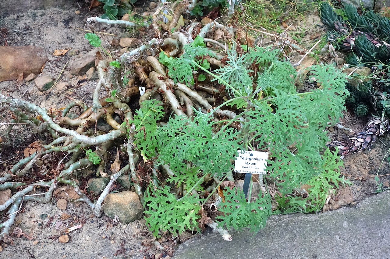 Pelargonium laxum: Botanical specimen in the Botanischer Garten, Dresden, Germany.