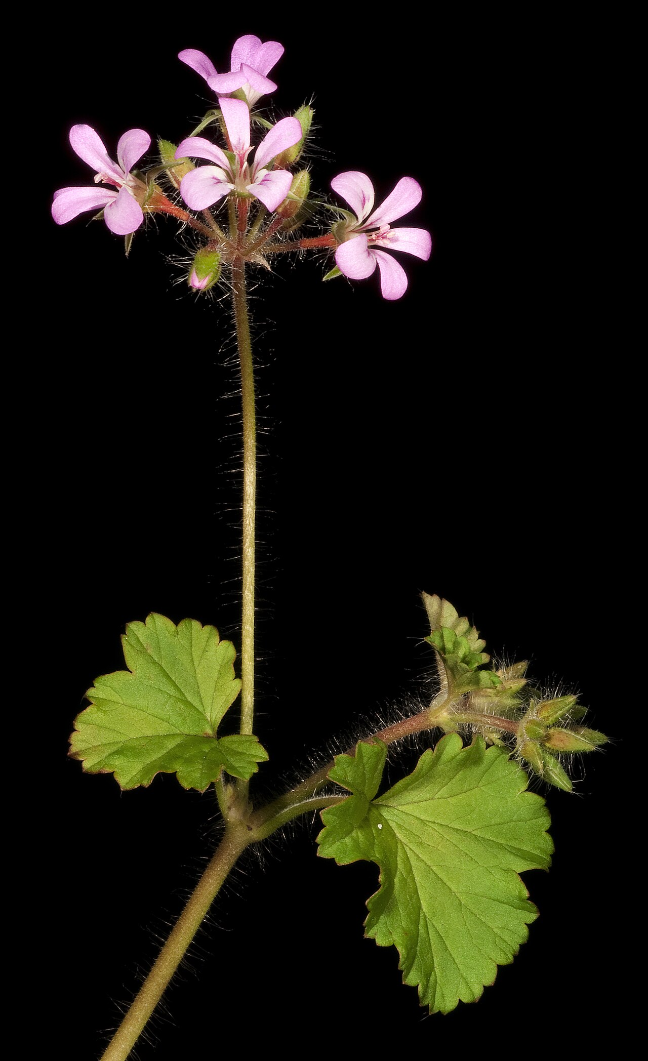 Pelargonium littorale: Pelargonium littorale