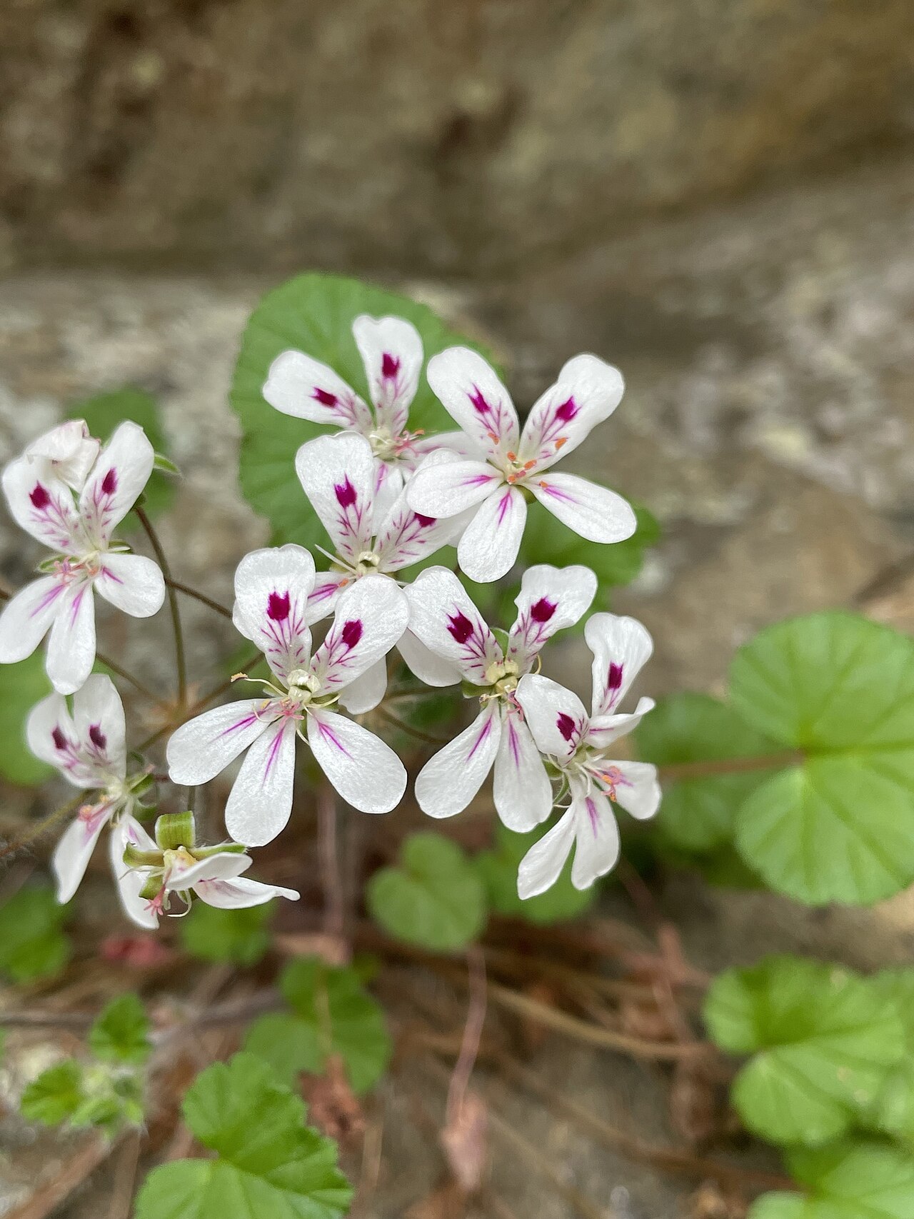 Pelargonium littorale: Kopata Storksbill ( Pelargonium littorale ) in Australia