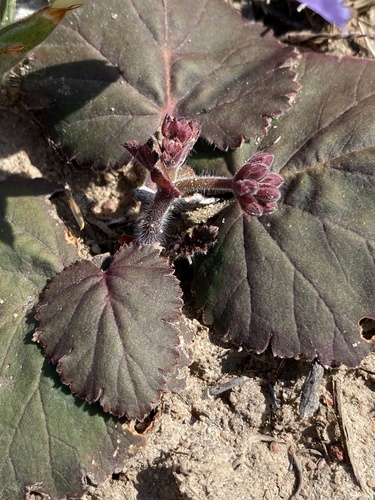 Pelargonium lobatum (Pelargonium lobatum)