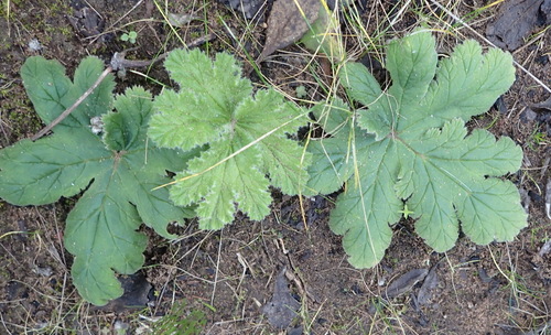 Pelargonium lobatum (Pelargonium lobatum)