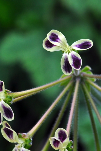 Pelargonium lobatum (Pelargonium lobatum)