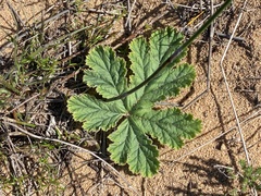 Pelargonium lobatum (Pelargonium lobatum)