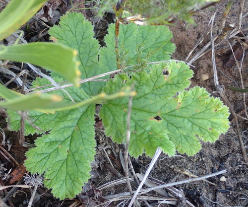 Pelargonium lobatum (Pelargonium lobatum)