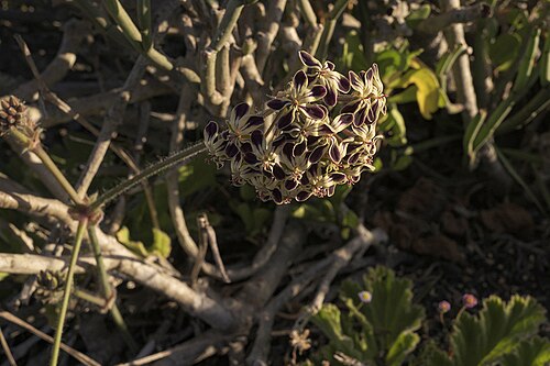 Pelargonium lobatum: Vine-leaved pelargonium or Pelargonium lobatum, inflorescence, photographed by Ronald Flipphi, on 9 October 2019, in Myburgh Park, Langebaan, Western Cape provi