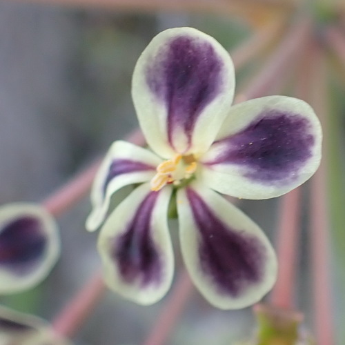 Pelargonium lobatum (Pelargonium lobatum)