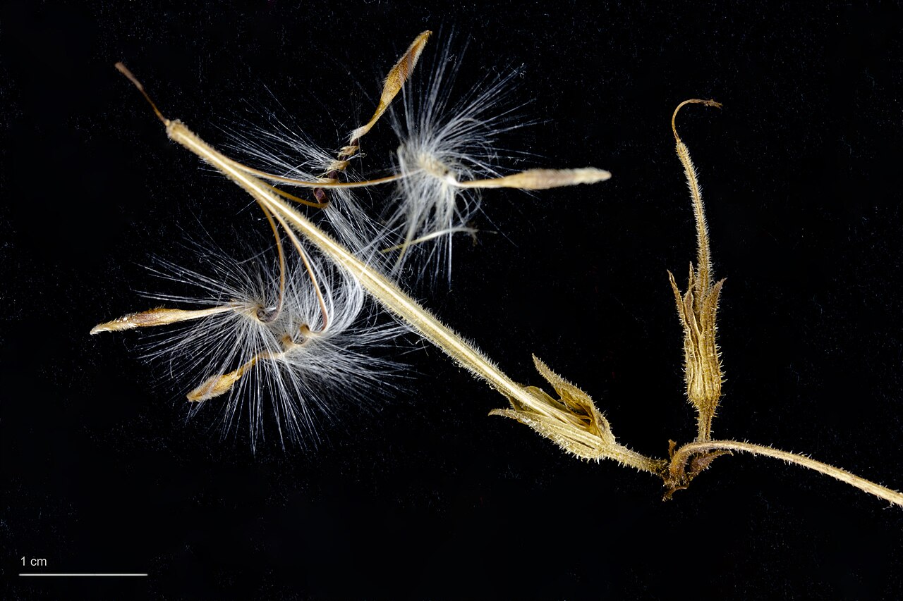 Pelargonium longicaule: Pelargonium longicaule , seeds