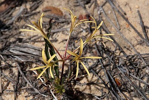 Pelargonium longiflorum: Pelargonium longiflorum in South Africa