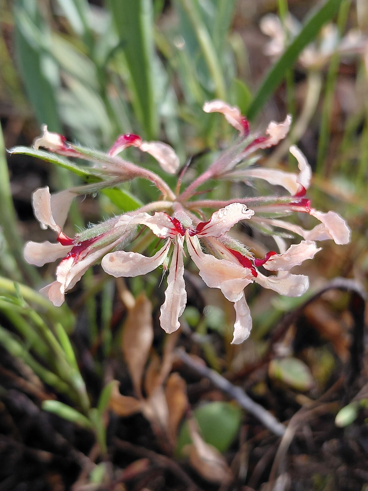 Pelargonium longifolium: Longleaf Storksbill ( Pelargonium longifolium ) in South Africa