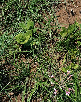 Starburst pelargonium: Pelargonium luridum , Storchschnabelgewächse (Geraniaceae) – Swasiland/eSwatini: Malolotja Nature Reserve, ca. 1,1 km SSE Malolotja Falls, ca. 22 km N Mbabane, 