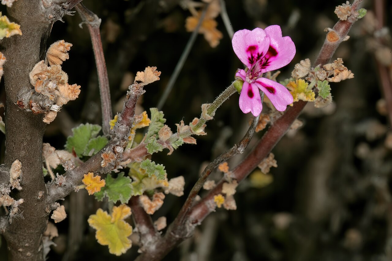 Pelargonium magenteum: Pelargonium magenteum , flower; on rocky ridge in karroid vegetation, farm Drielingskloof, Laingsburg, Western Cape, South Africa