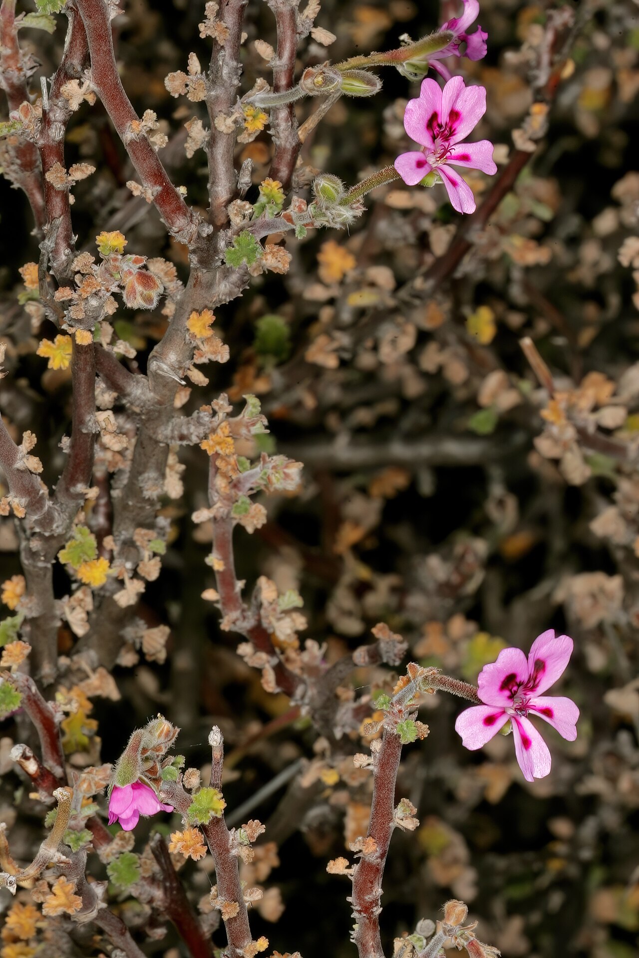 Pelargonium magenteum: Pelargonium magenteum , flowers; on rocky ridge in karroid vegetation, farm Drielingskloof, Laingsburg, Western Cape, South Africa