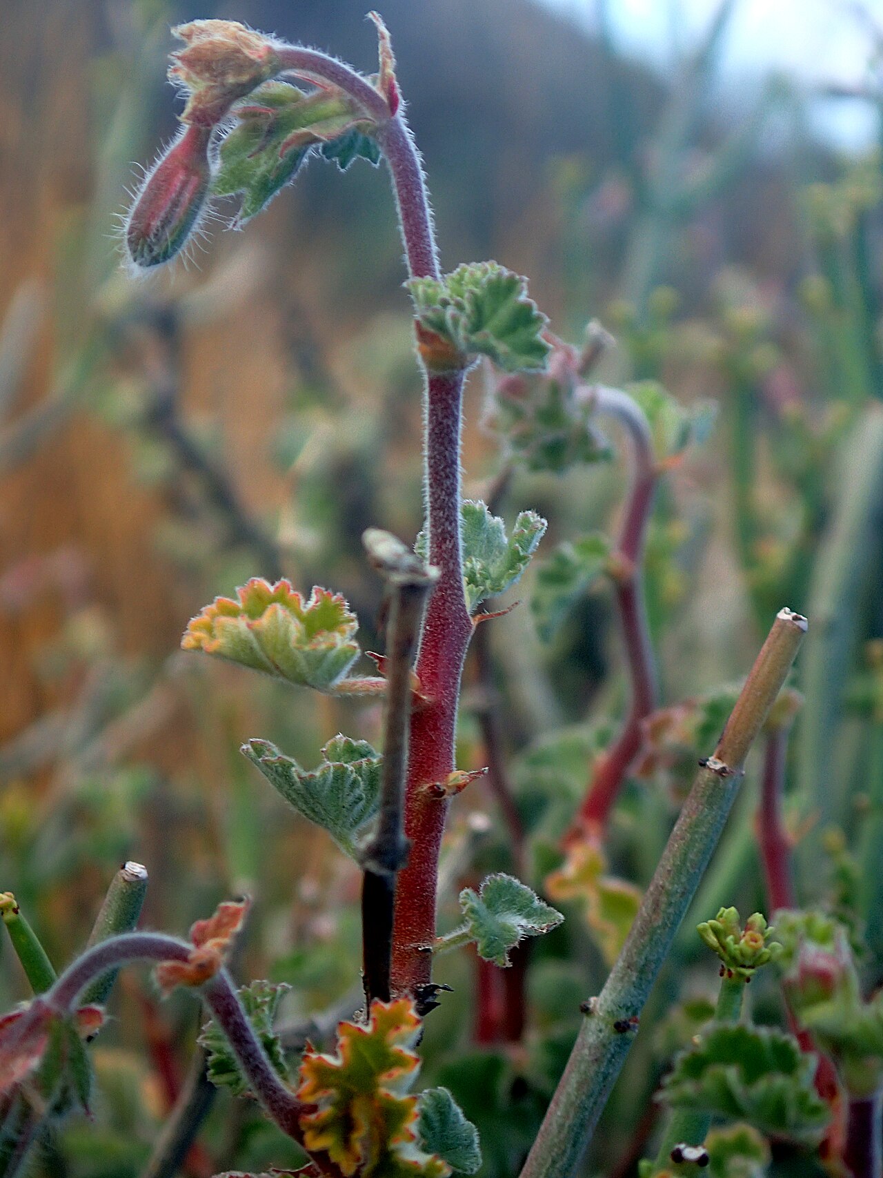 Pelargonium magenteum: magenta-flowered pelargonium, Pelargonium magenteum , photographed in its natural habitat, the Bokkeveld Sandstone Fynbos, on the Gifberg, Western Cape, South-A