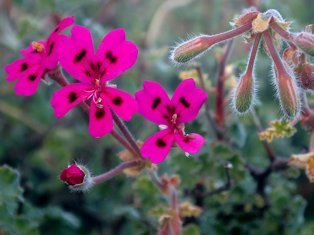 Pelargonium magenteum: magenta-flowered pelargonium, Pelargonium magenteum , photographed in its natural habitat, the Bokkeveld Sandstone Fynbos, on the Gifberg, Western Cape, South-A