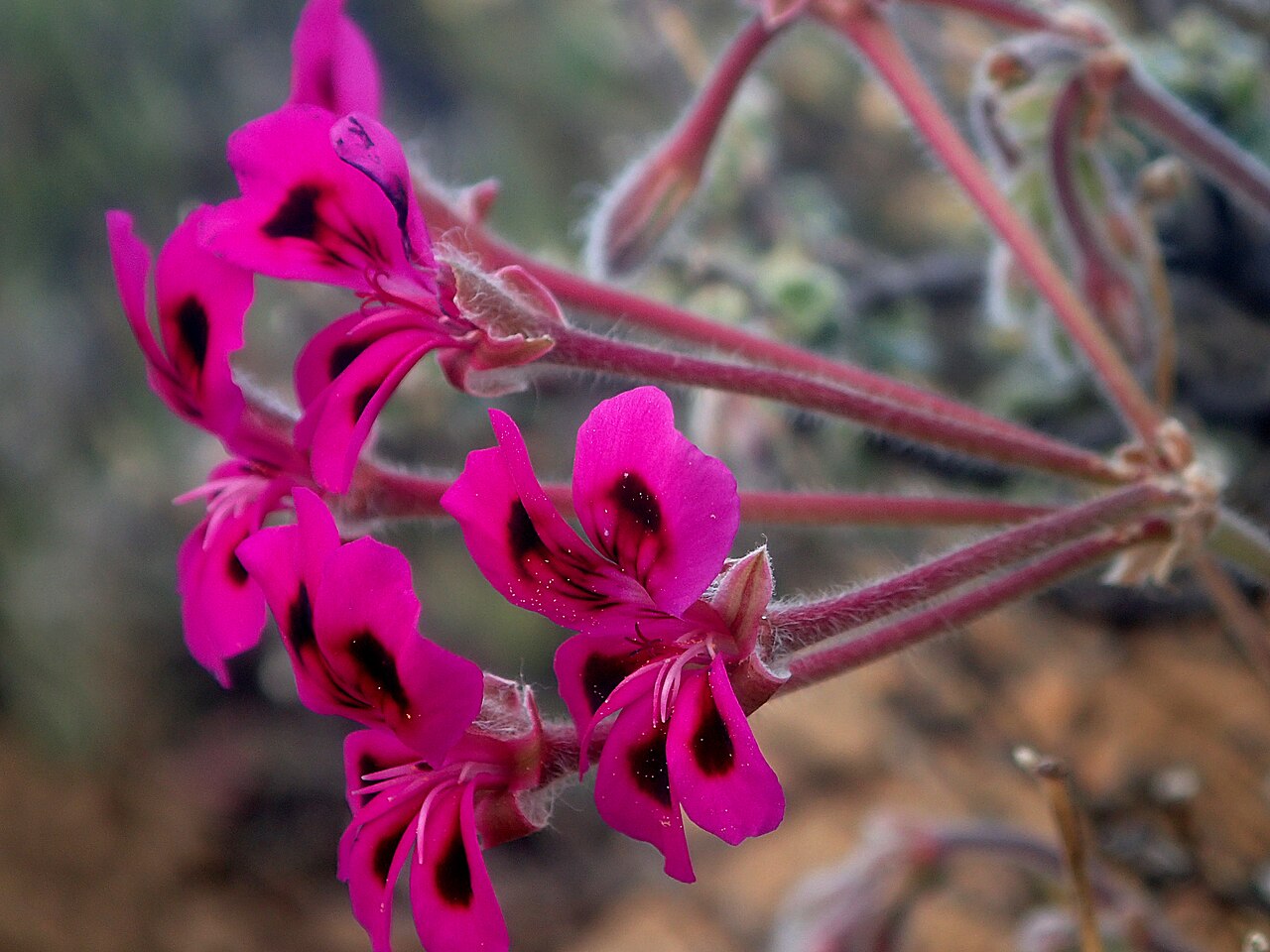 Pelargonium magenteum: magenta-flowered pelargonium, Pelargonium magenteum , photographed in its natural habitat, the Bokkeveld Sandstone Fynbos, on the Gifberg, Western Cape, South-A