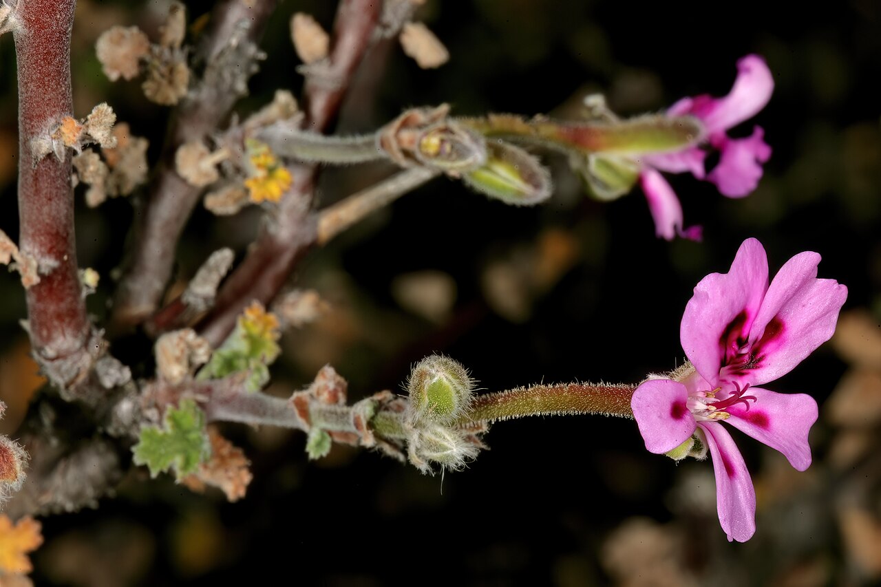 Pelargonium magenteum: Pelargonium magenteum , flowers; on rocky ridge in karroid vegetation, farm Drielingskloof, Laingsburg, Western Cape, South Africa