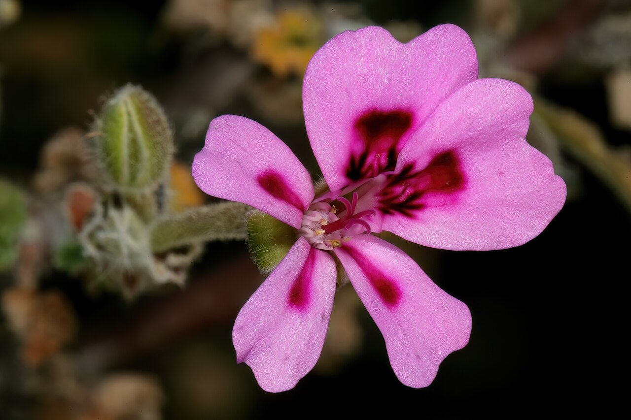Pelargonium magenteum: Pelargonium magenteum , flower; on rocky ridge in karroid vegetation, farm Drielingskloof, Laingsburg, Western Cape, South Africa