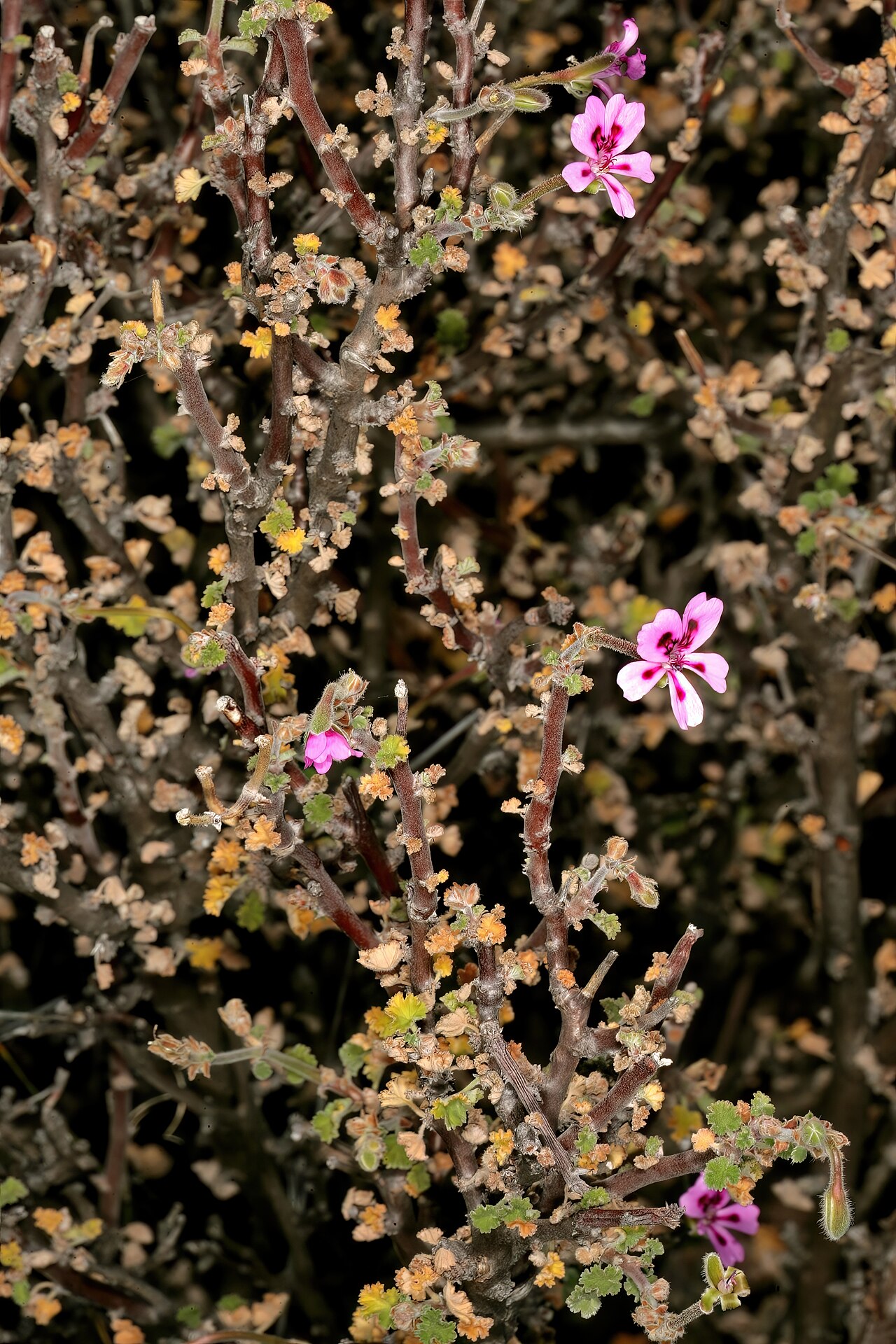Pelargonium magenteum: Pelargonium magenteum , flowers; on rocky ridge in karroid vegetation, farm Drielingskloof, Laingsburg, Western Cape, South Africa