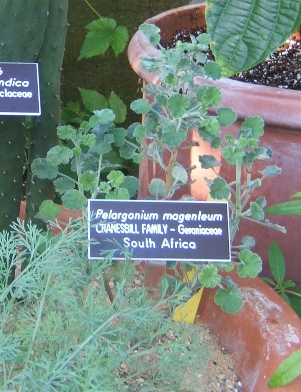 Pelargonium magenteum: Pelargonium magenteum at the US Botanical Garden